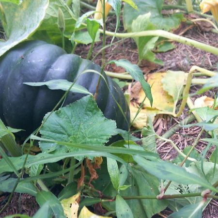 Les Jardins De L'Imaginaire Hotel Monsegur  ภายนอก รูปภาพ